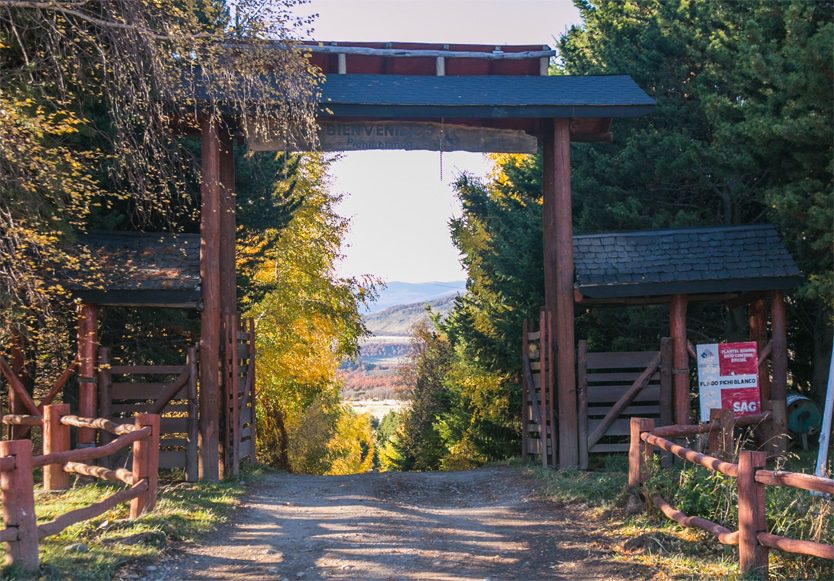 Criadero%20Pichi%20Blanco