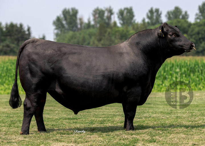 Semex Commander Sexado Hembra