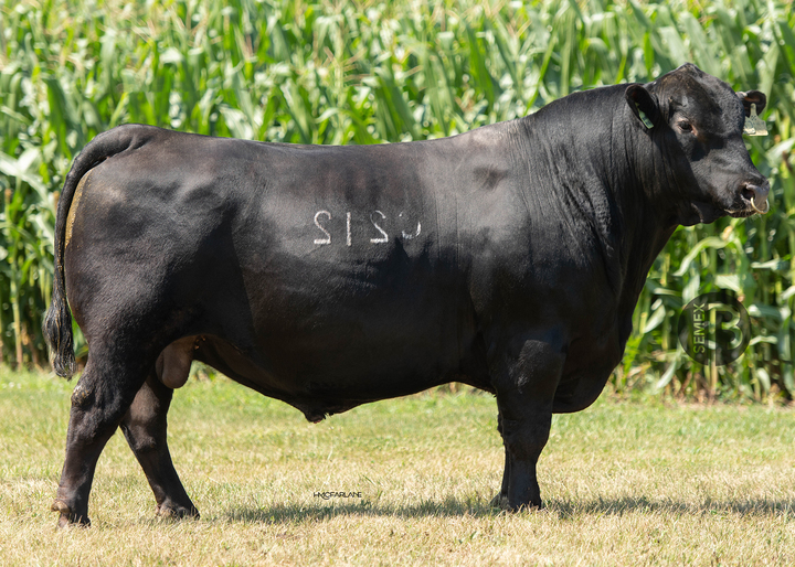 Semex Renegade