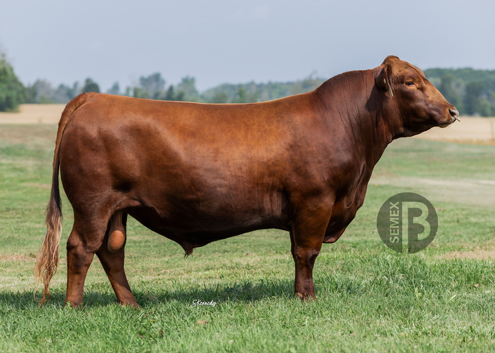 Semex Sovereign